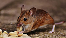 24 Hour & Emergency Exterminators in Lake Saint Louis, MO